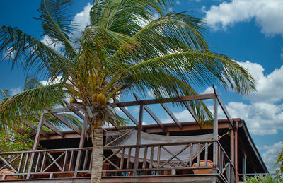 Low angle view of coconut palm tree against sky
