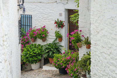 Potted plant against wall