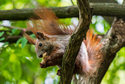 Close-up of squirrel on tree