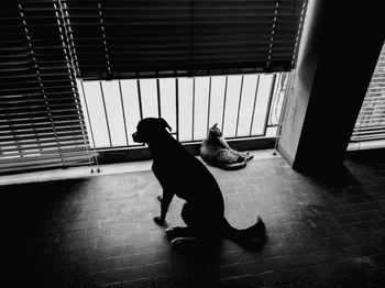 Dog looking at camera while sitting on floor at home