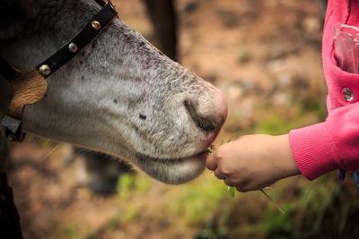 Midsection of woman feeding a reindeer