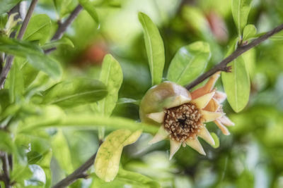 Close-up of fruit growing on tree