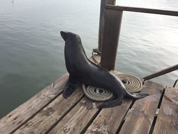 High angle view of bird on pier over lake