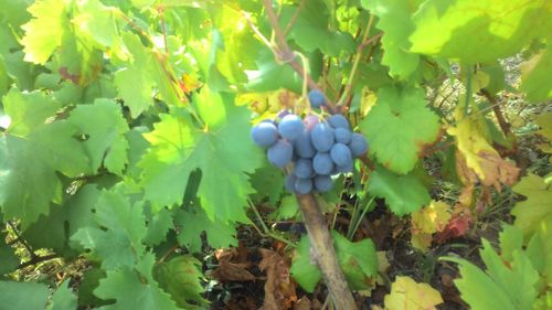 Close-up of grapes