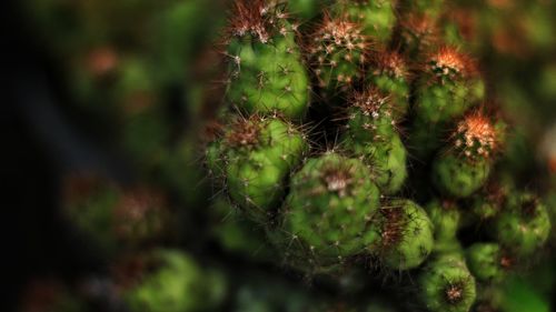 Close-up of cactus plant