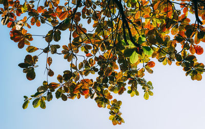 Low angle view of tree against sky