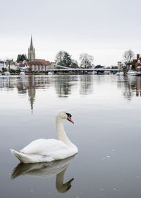 Birds in calm water