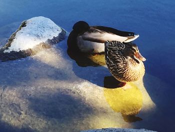 Duck on water