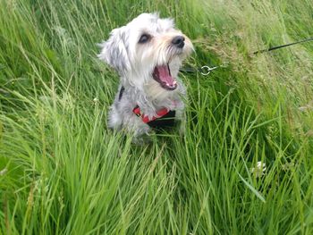 Dog looking away on field