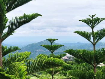 Scenic view of palm trees on landscape against sky