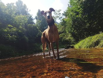 Horse standing in a field