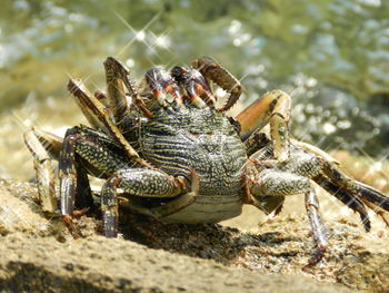 Close-up of lobster