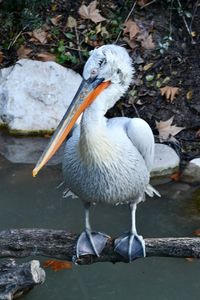 Bird perching on rock by lake