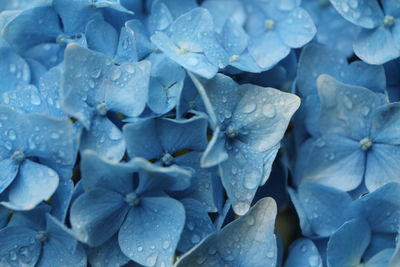 Close-up of wet purple hydrangea flowers