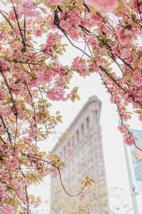 Low angle view of pink flowering tree against building