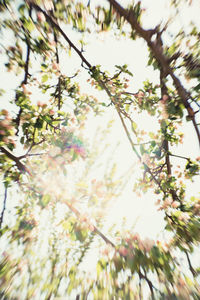 Low angle view of tree against sky