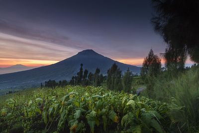 Plants growing on field against sky during sunset