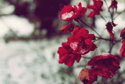 Close-up of red roses blooming outdoors