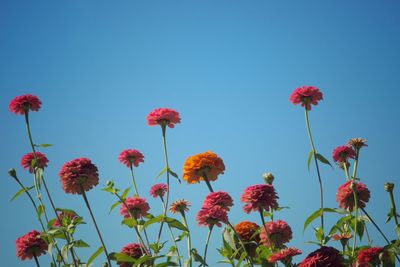 Close-up of red flowering plants against clear blue sky