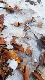 High angle view of dry leaves on wood during winter