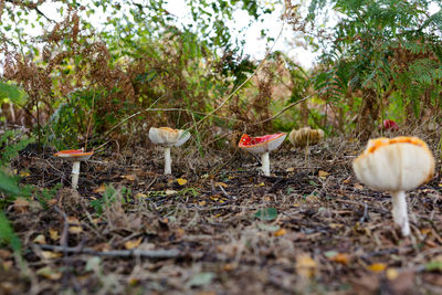 Close-up of mushrooms growing on field