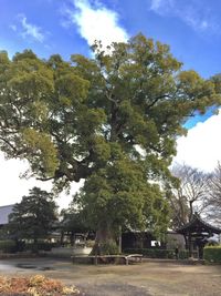 Trees against sky