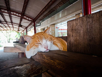 Cat slept on wood