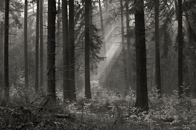 Trees in forest