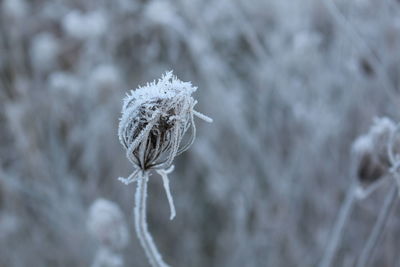 Close-up of wilted plant during winter