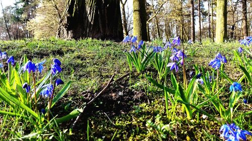 Purple crocus flowers growing in field