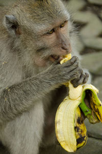 Close up of monkey eating fruit