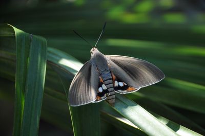 Close-up of butterfly on leaf