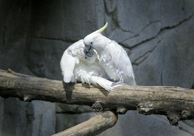 Close-up of bird perching on branch