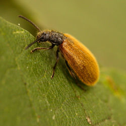 Close-up of insect