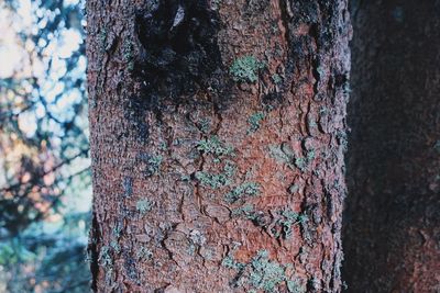 Close-up of tree trunk