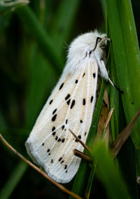 Close-up of moth on a plant