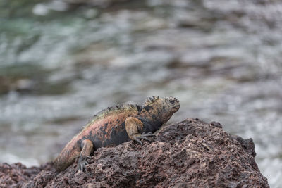 Close-up of lizard on rock