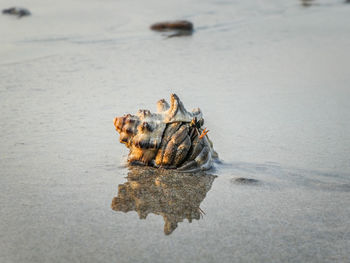 View of hermit crab on beach