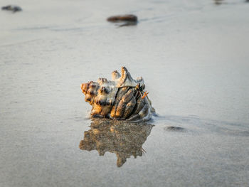 View of crab on beach