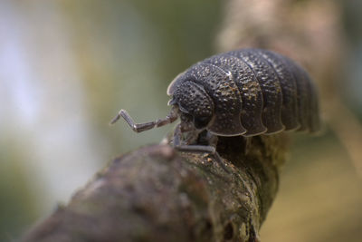 Close-up of snail