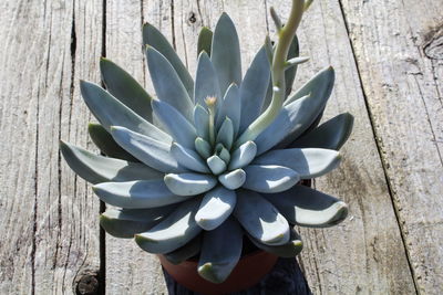 High angle view of succulent plant