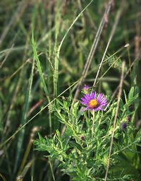 Close-up of purple flowers blooming on field