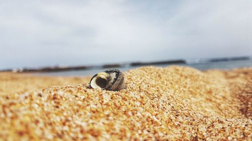 Close-up of crab on sand at beach against sky