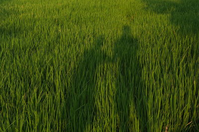 Full frame shot of crops on field