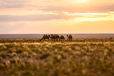 Horses on field against sky during sunset