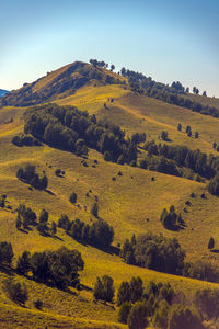 Scenic view of field against clear sky