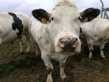 Portrait of cow standing on field