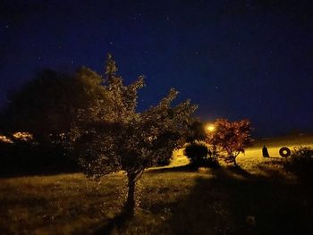 Illuminated trees on field against sky at night