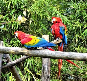 View of parrot perching on tree