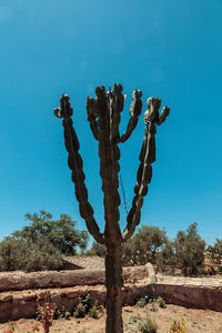 Low angle view of cactus against clear blue sky